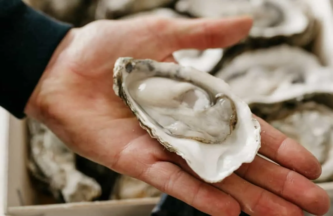 Een verse oester in de hand
